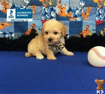 maltipoo puppy posted by Rhonda Wallace